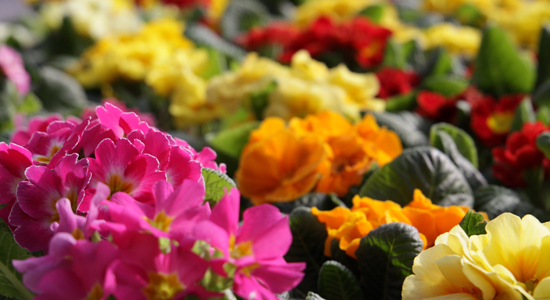 -fiori